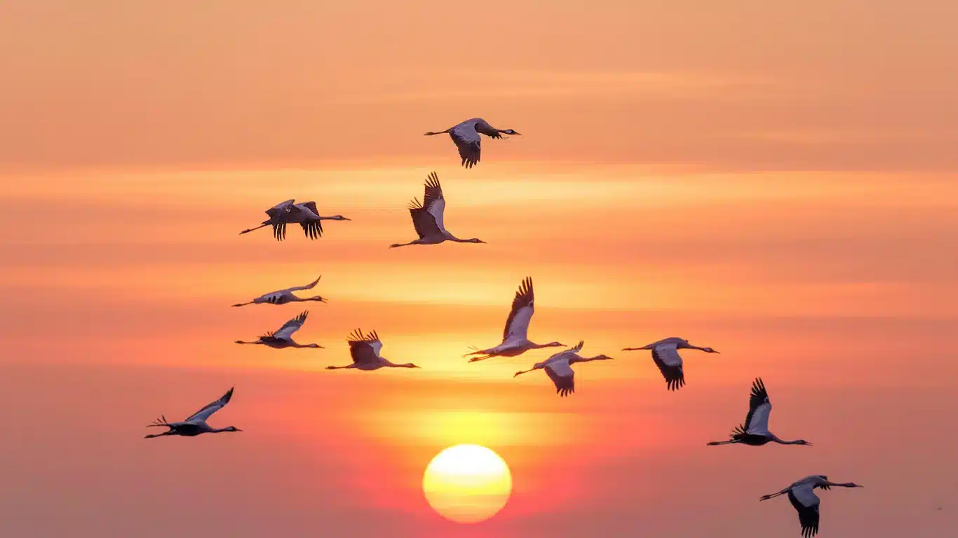 histoire de l'hypnose